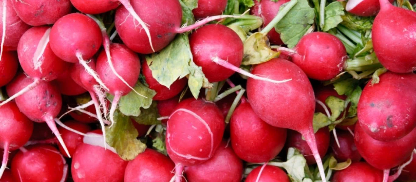 Ραπανάκια: Τα σημαντικά οφέλη τους στην υγεία μας